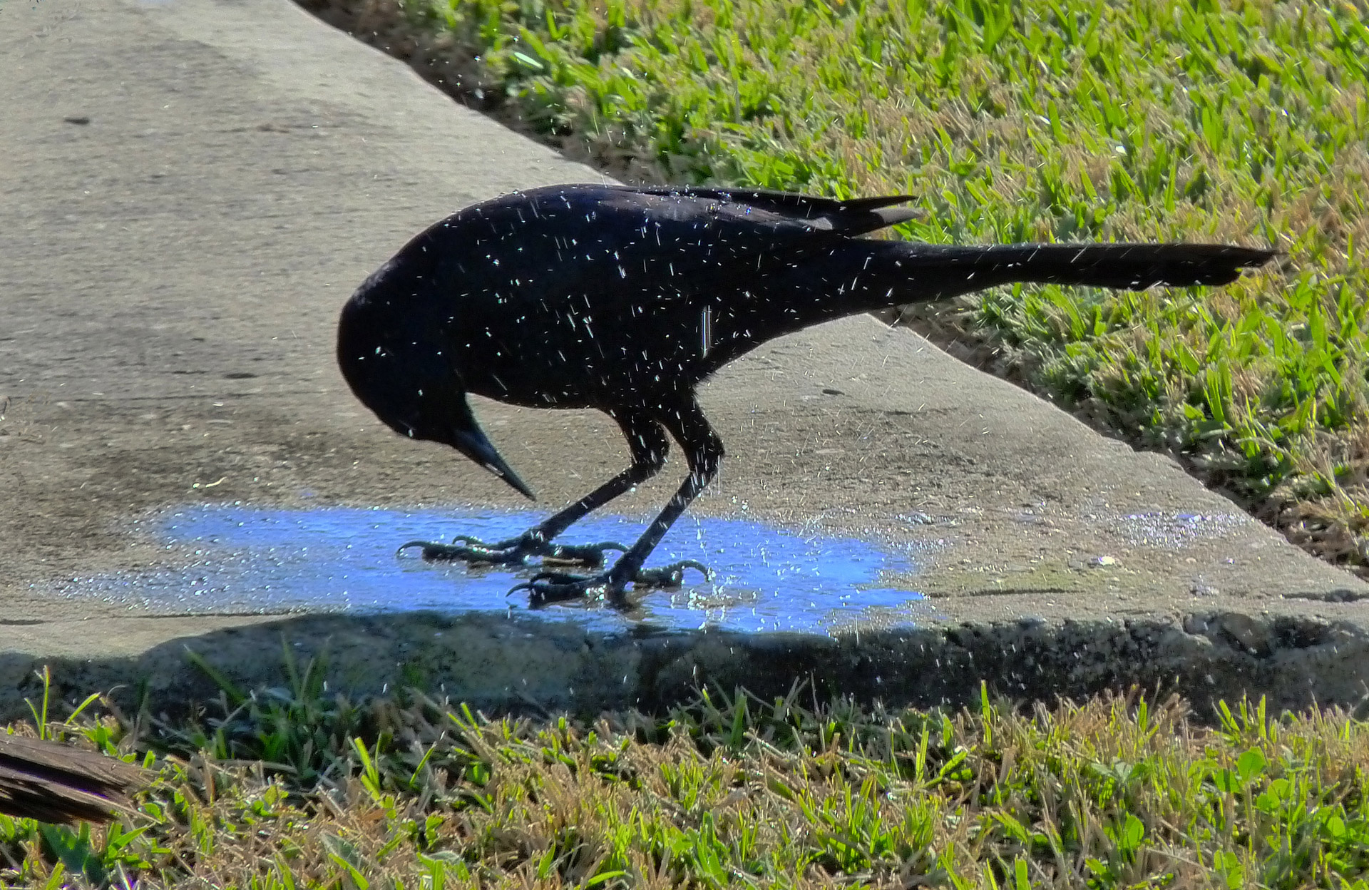 bird shower rain free photo