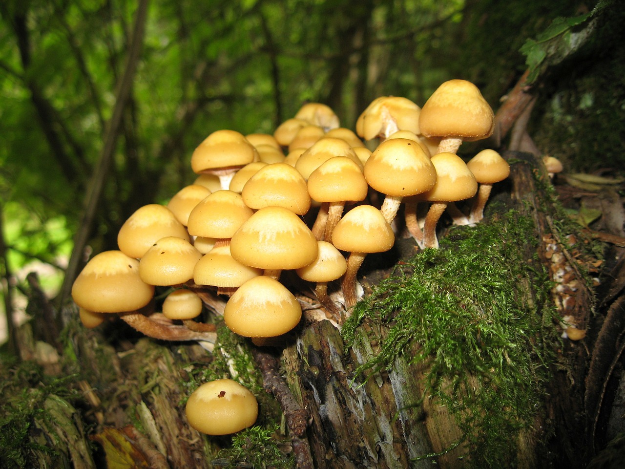 nameko mushrooms kuehneromyces mutabilis free photo