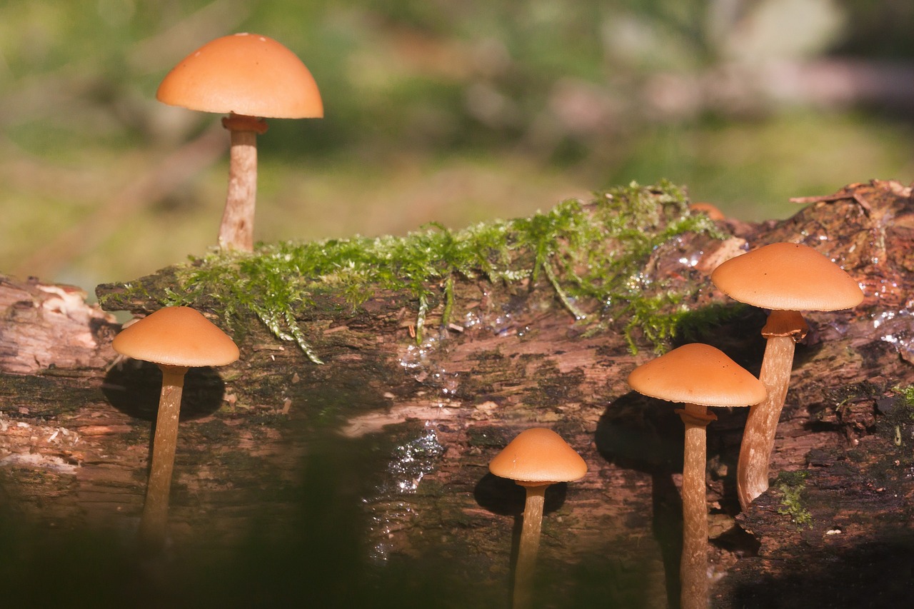 nameko pholiota mutabilis honey yellow free photo