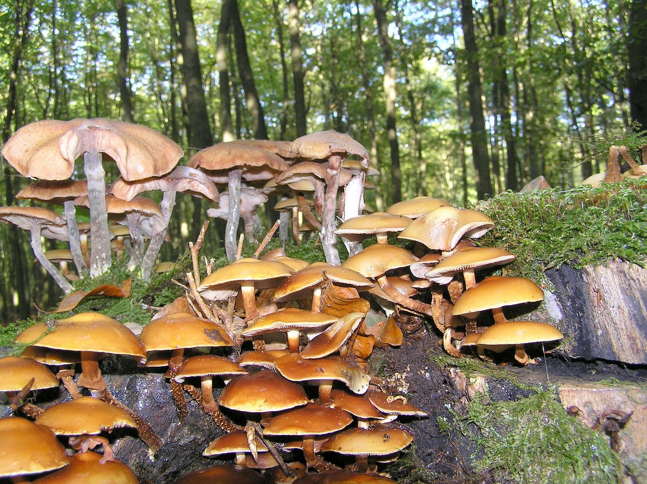 nameko mushroom forest mushroom free photo