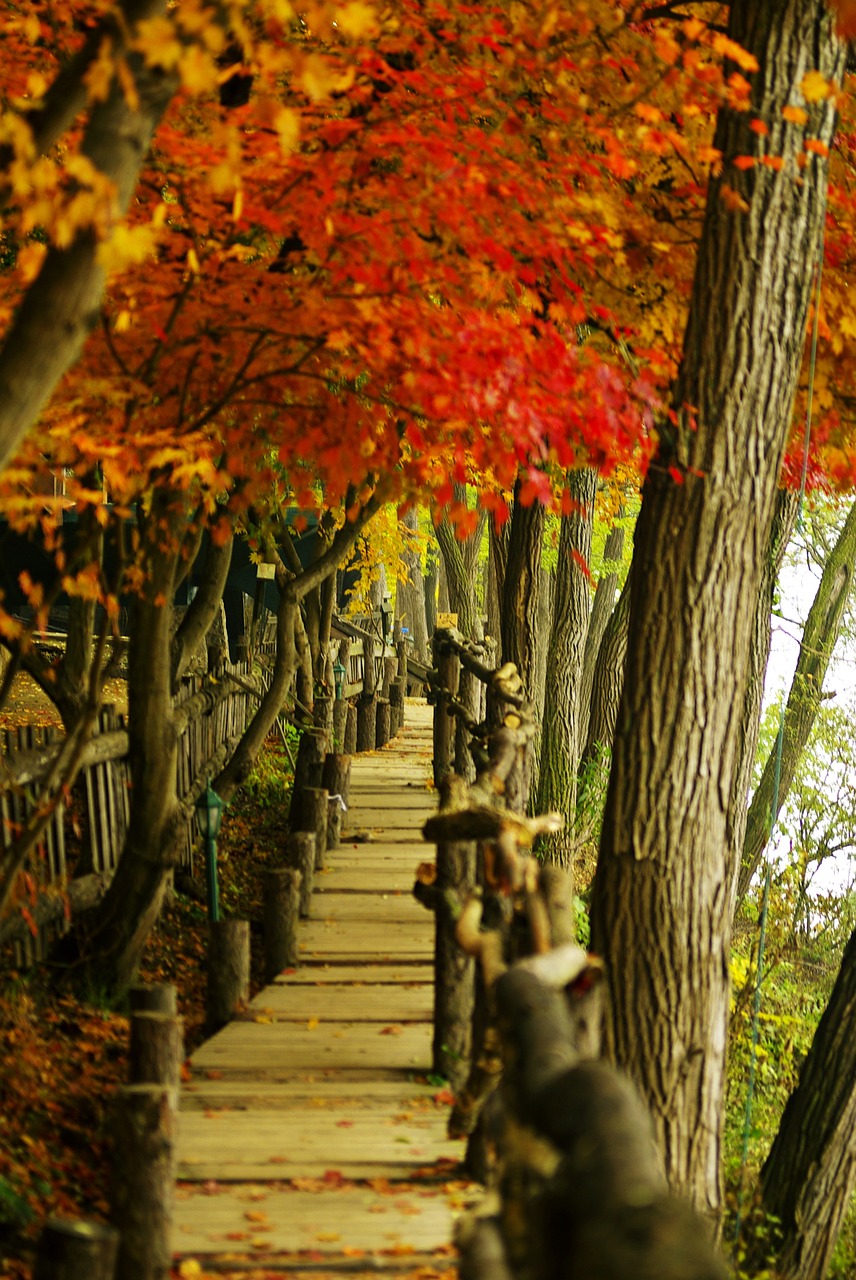 nami autumn autumn leaves free photo