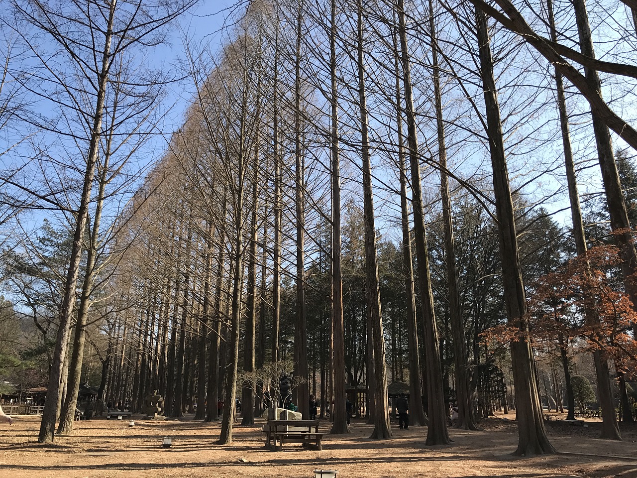 nami island winter cold free photo