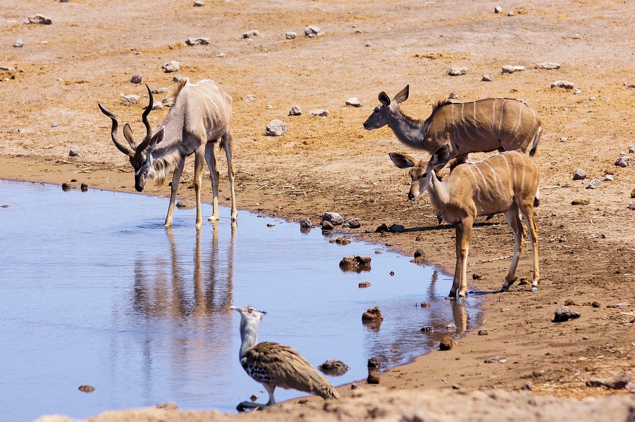 namibia travel africa free photo