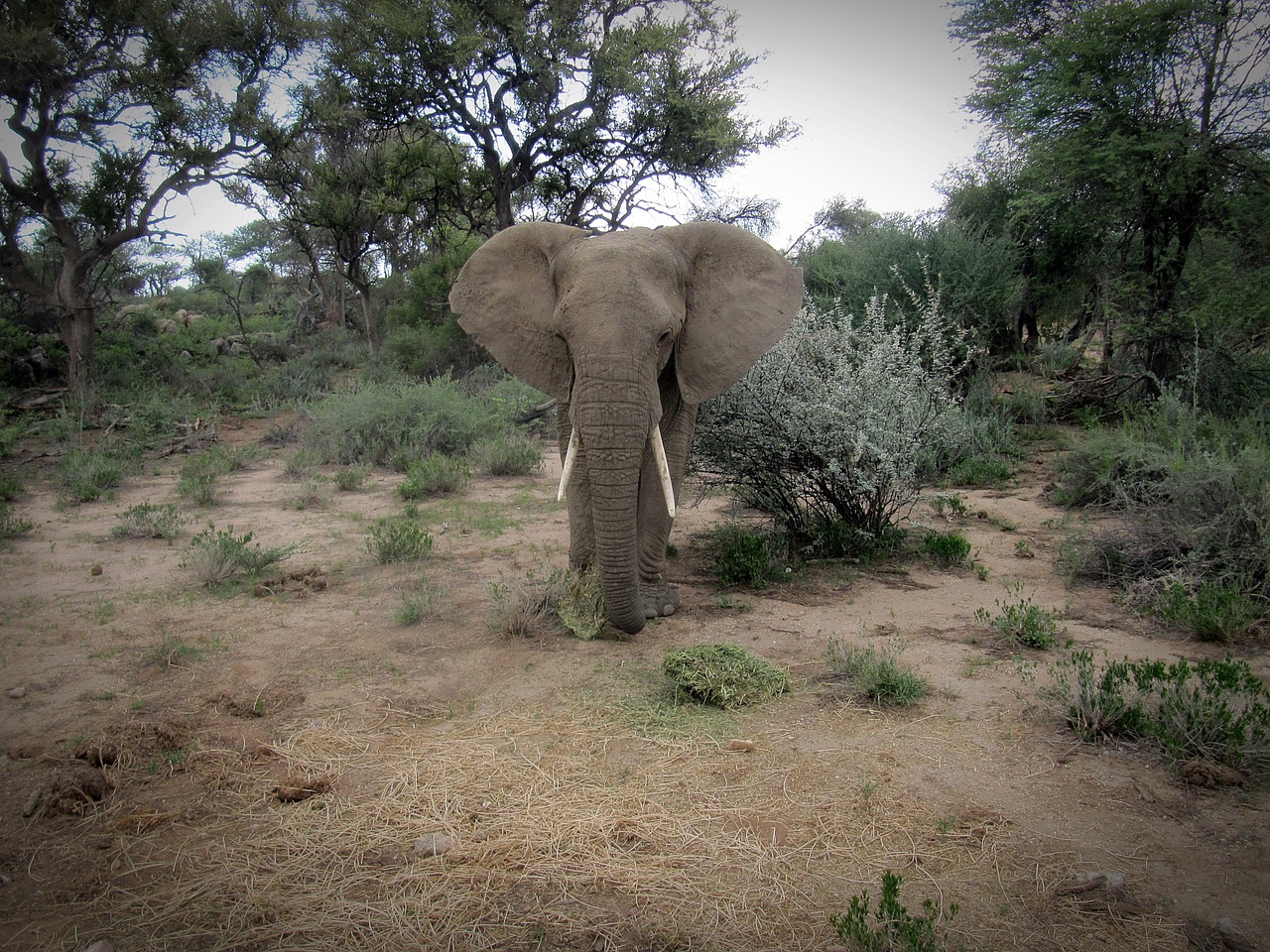 namibia elephant safari free photo