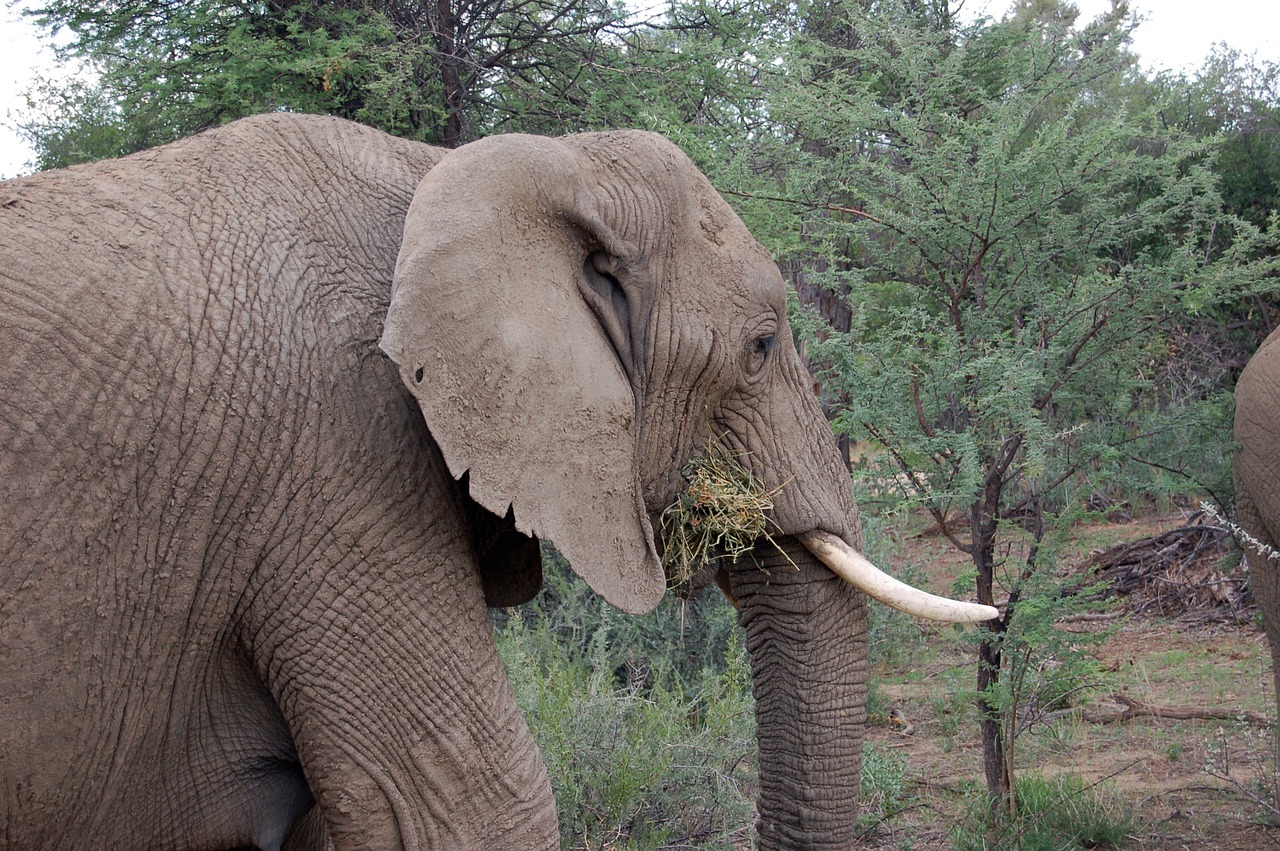 namibia elephant safari free photo