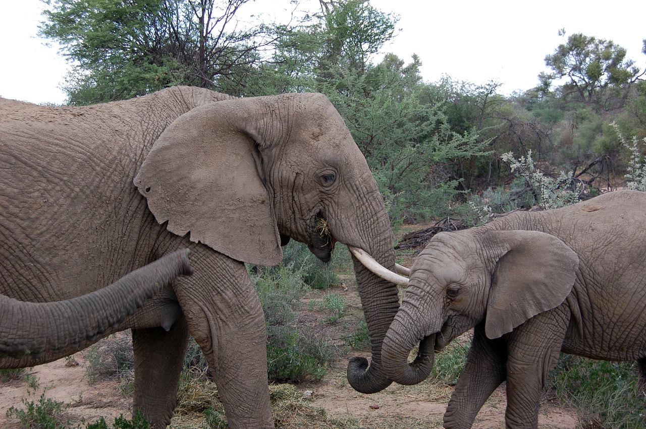 namibia elephant safari free photo