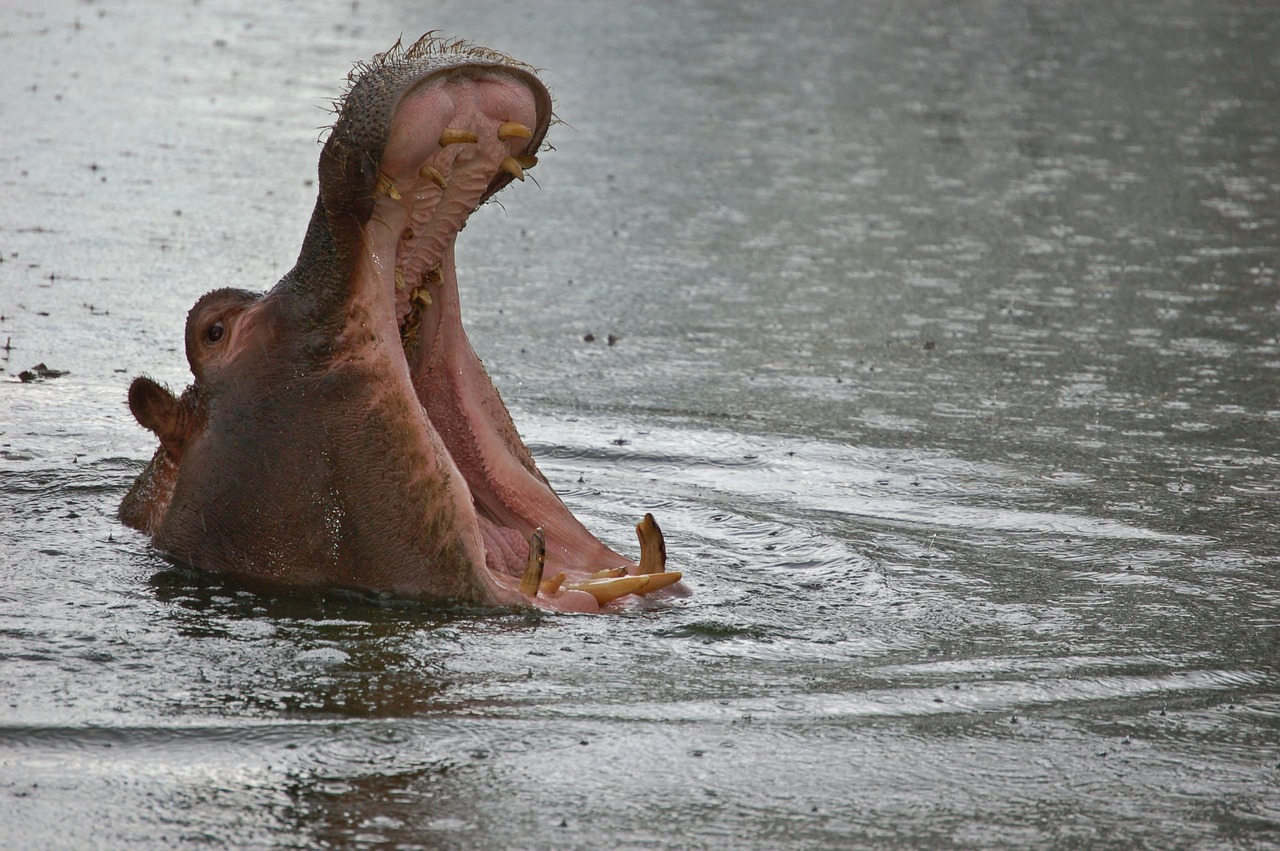 namibia hippopotamus safari free photo