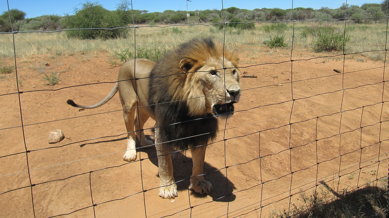 namibia lion safari free photo