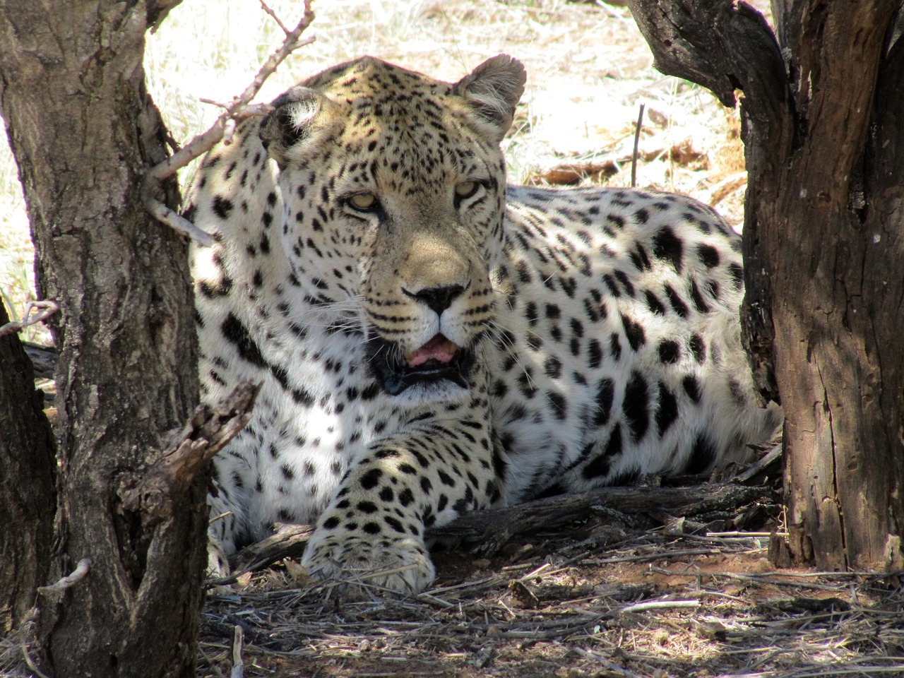 namibia leopard wildcat free photo