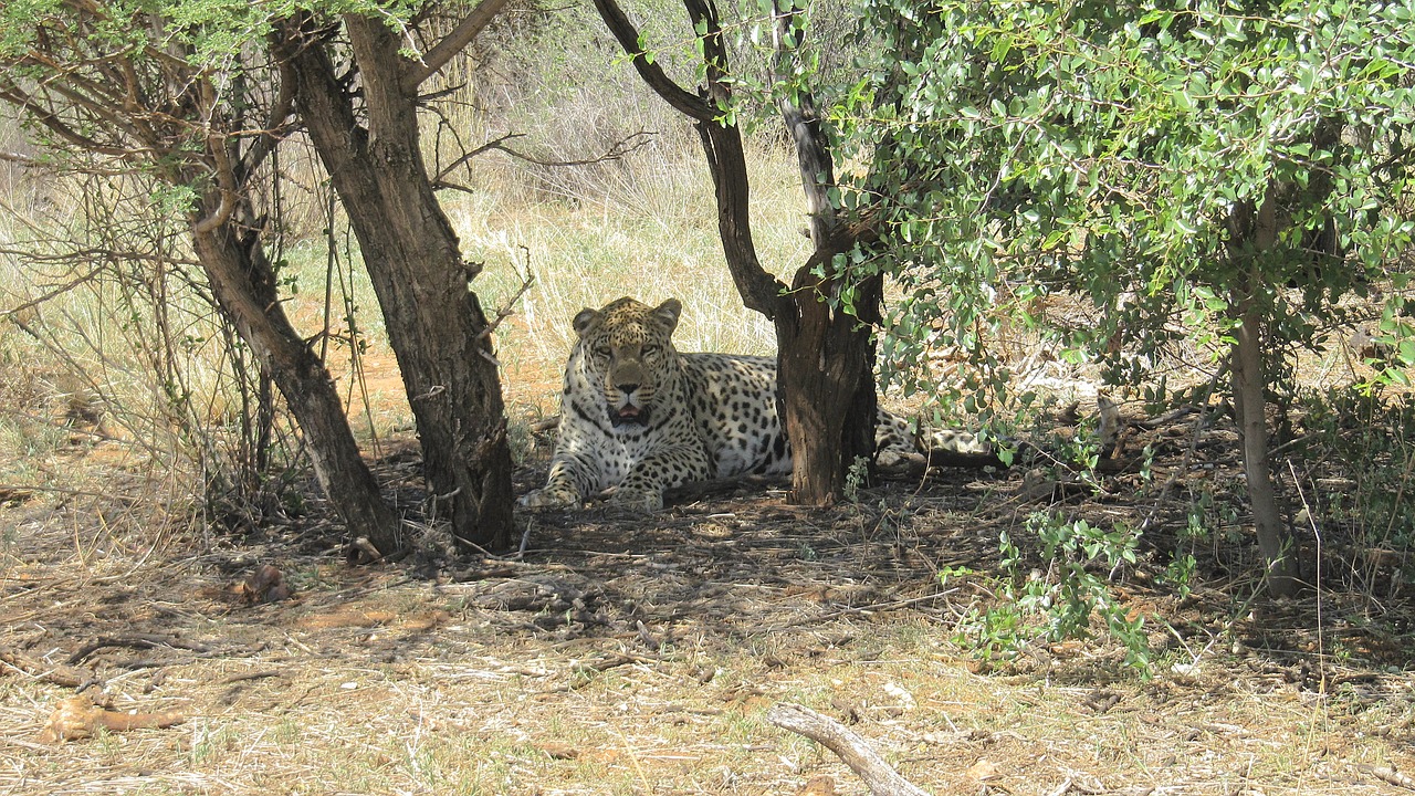 namibia leopard wildcat free photo