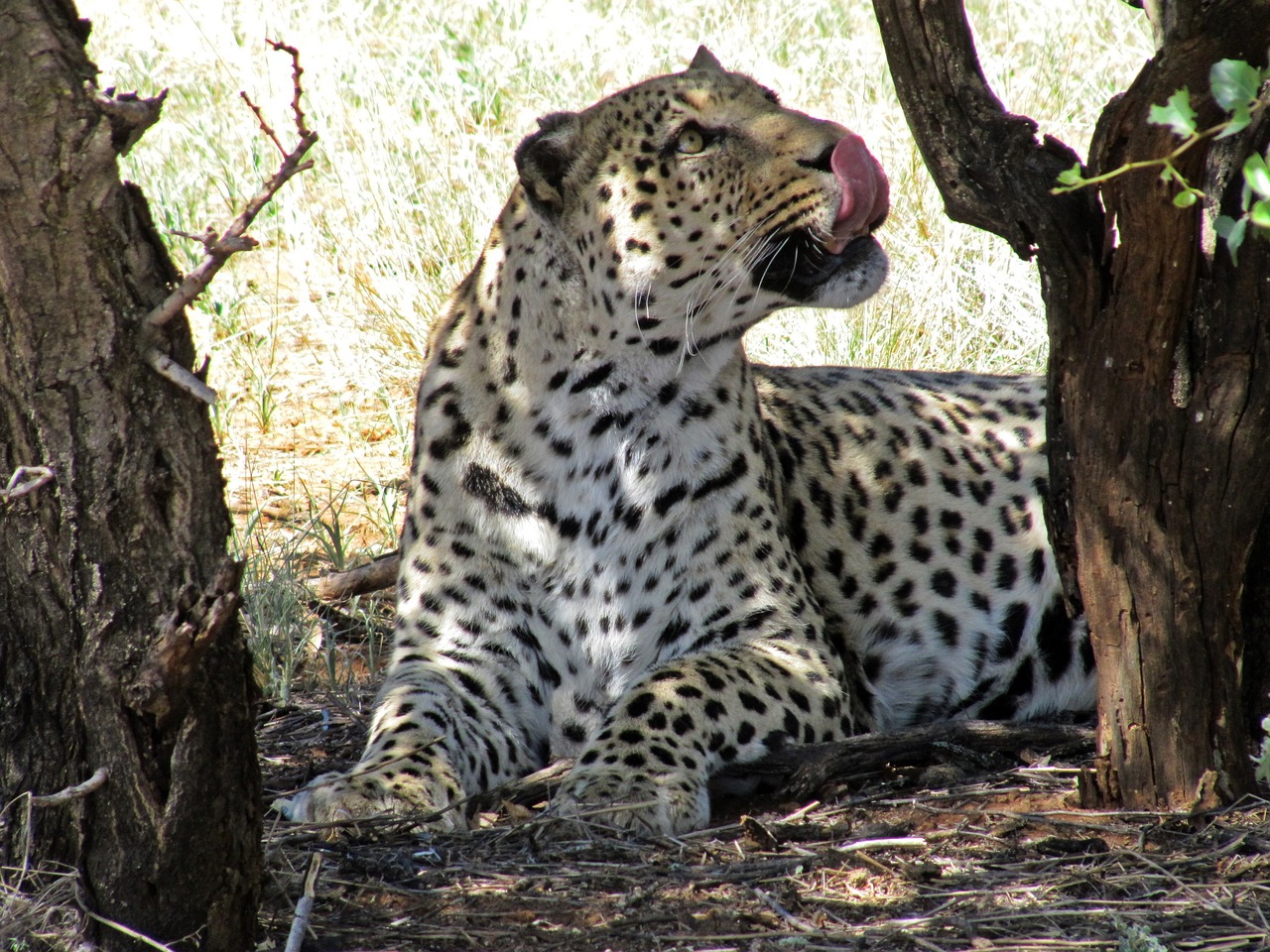 namibia leopard wildcat free photo