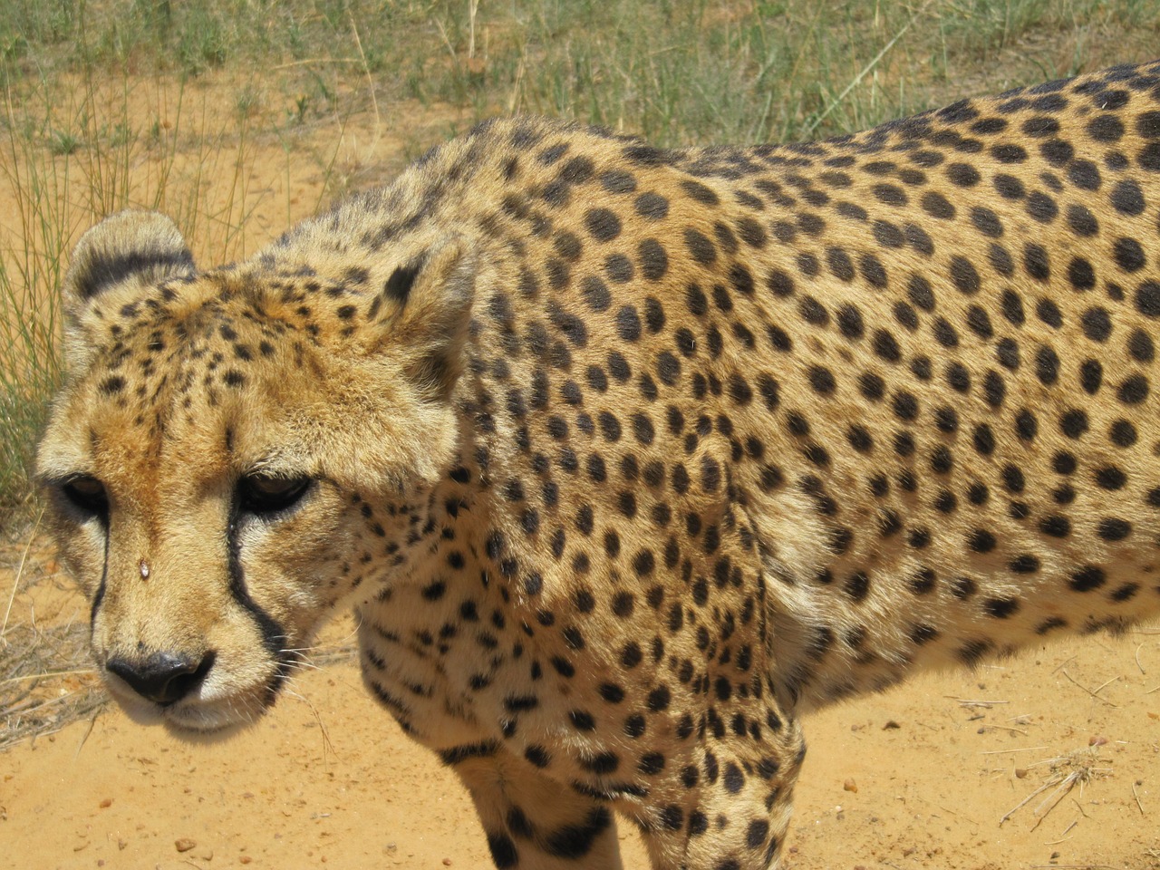 namibia cheetah cat free photo