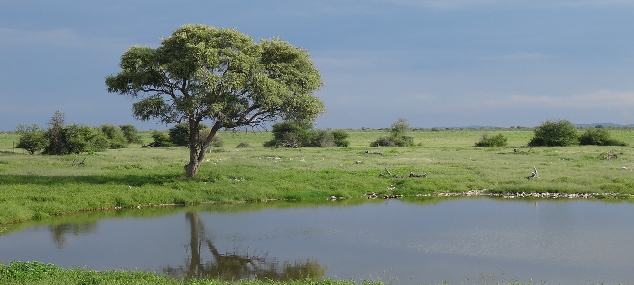 namibia etosha watering hole free photo