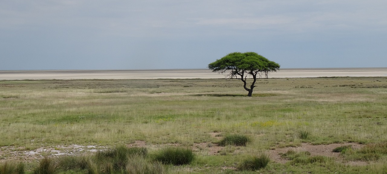 namibia etosha tree free photo