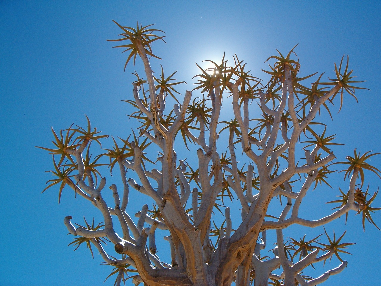 namibia back light sun free photo