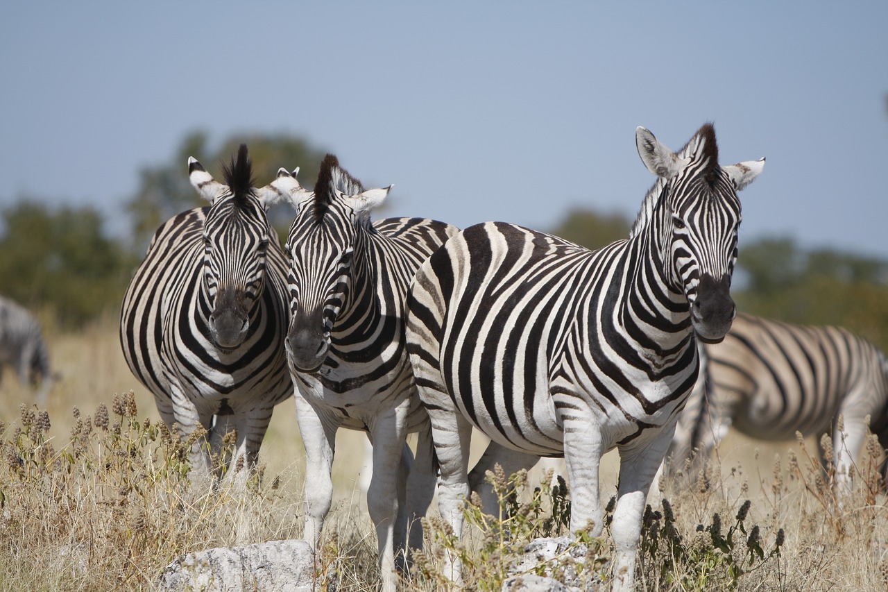 namibia etosha national park zebra free photo