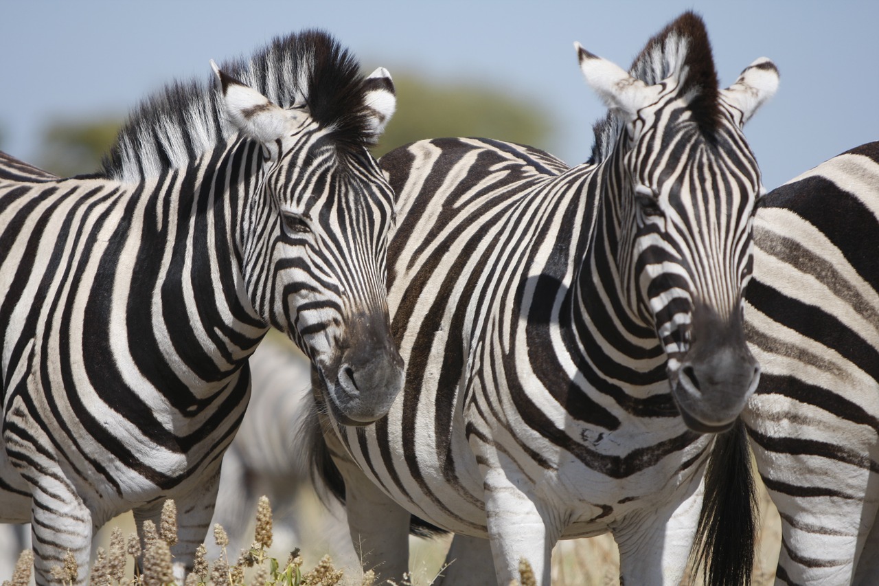 namibia etosha national park zebra free photo