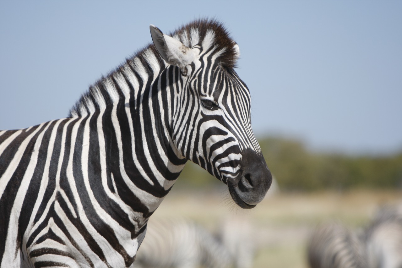 namibia etosha national park zebra free photo