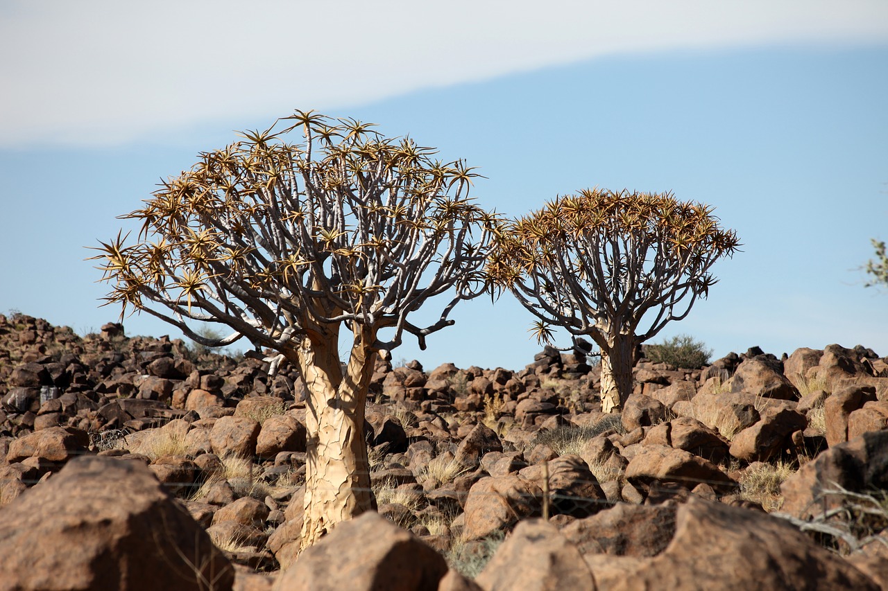 namibia africa drought free photo