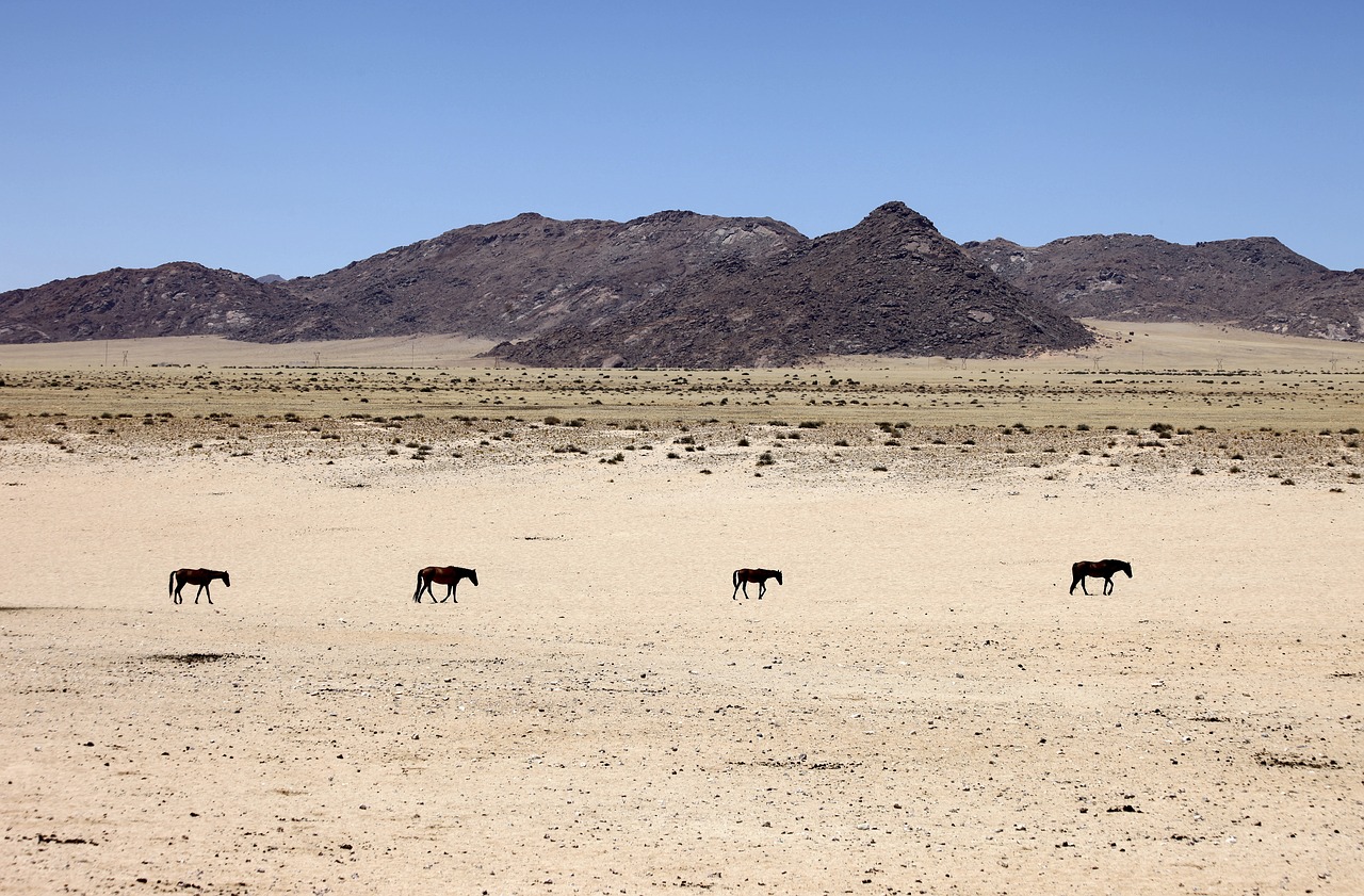 namibia desert sand free photo