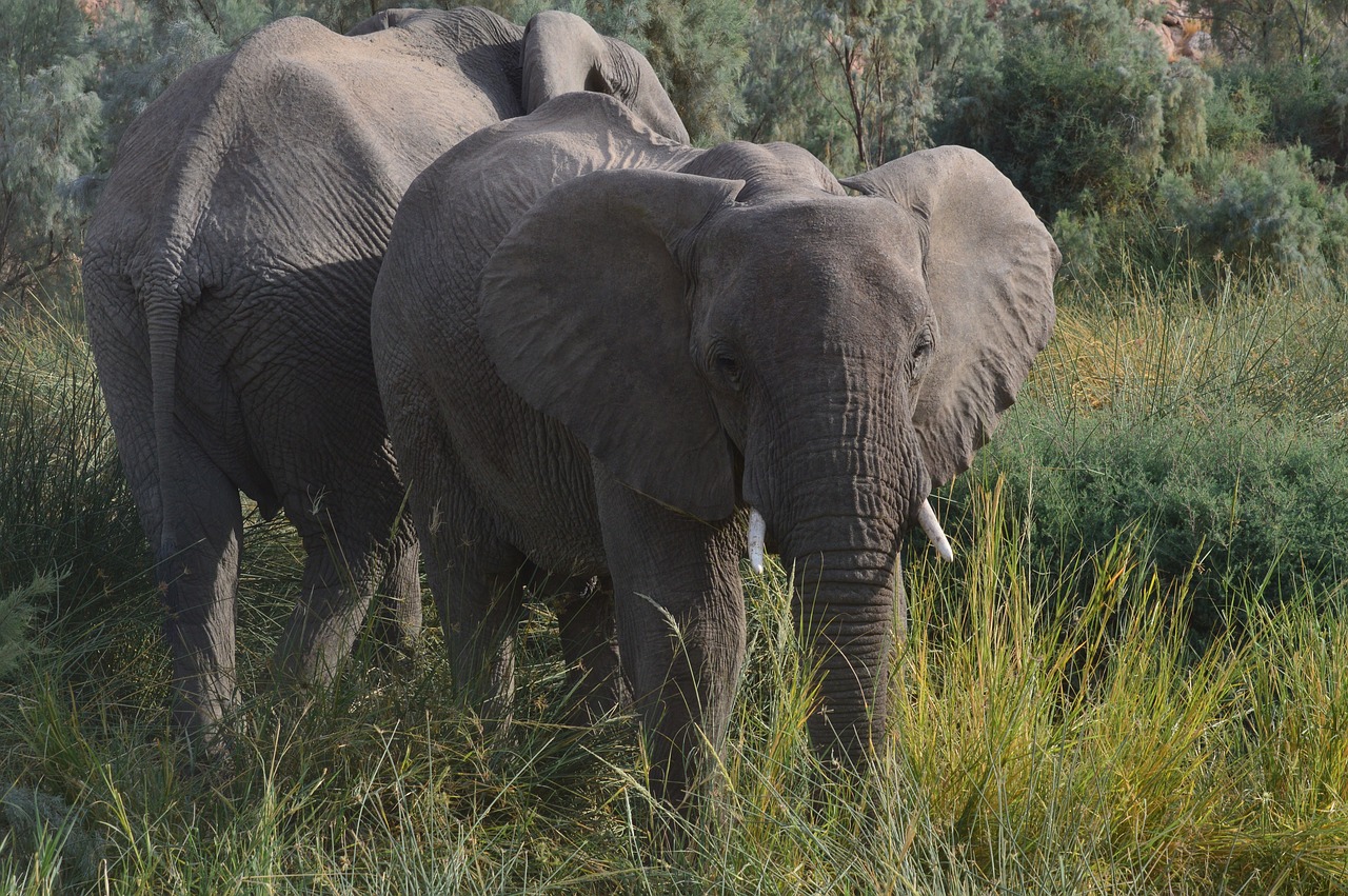 namibia elephant africa free photo