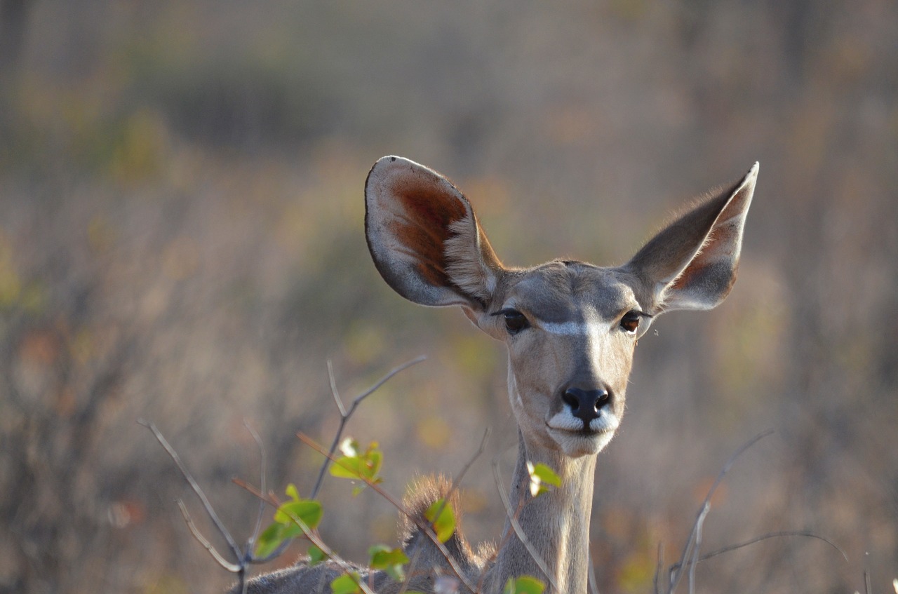 namibia antelope africa free photo