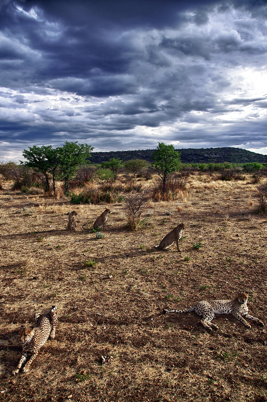 namibia cheetah sunset free photo