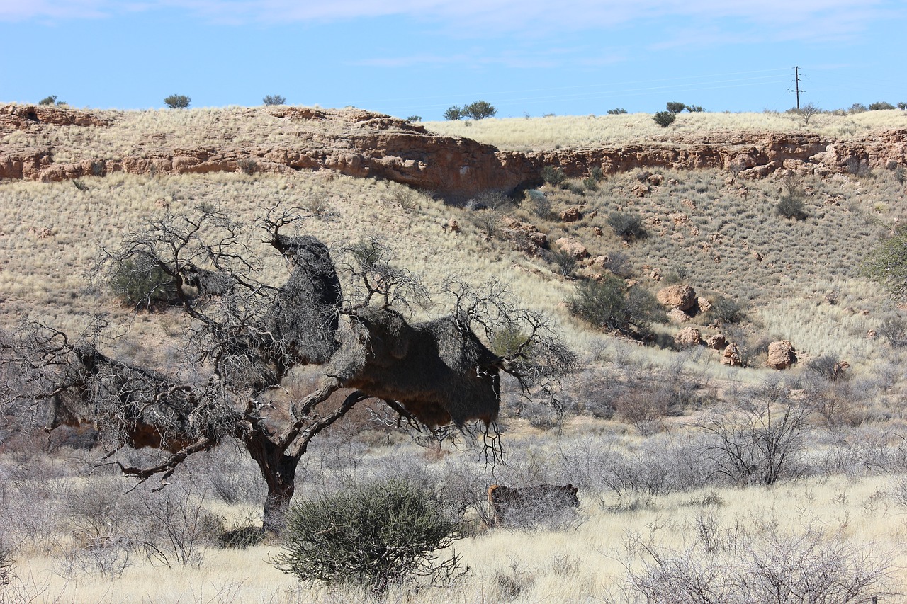 namibia desert dry free photo