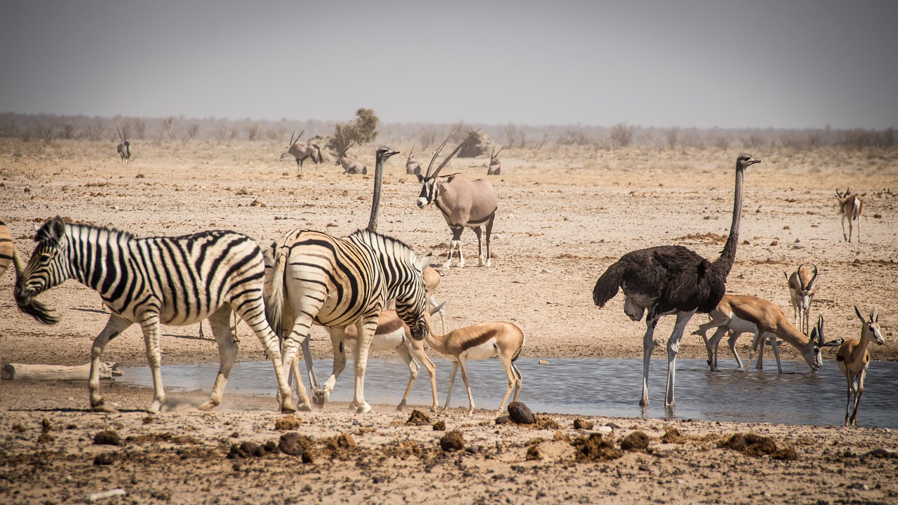 namibia namib outdoors free photo