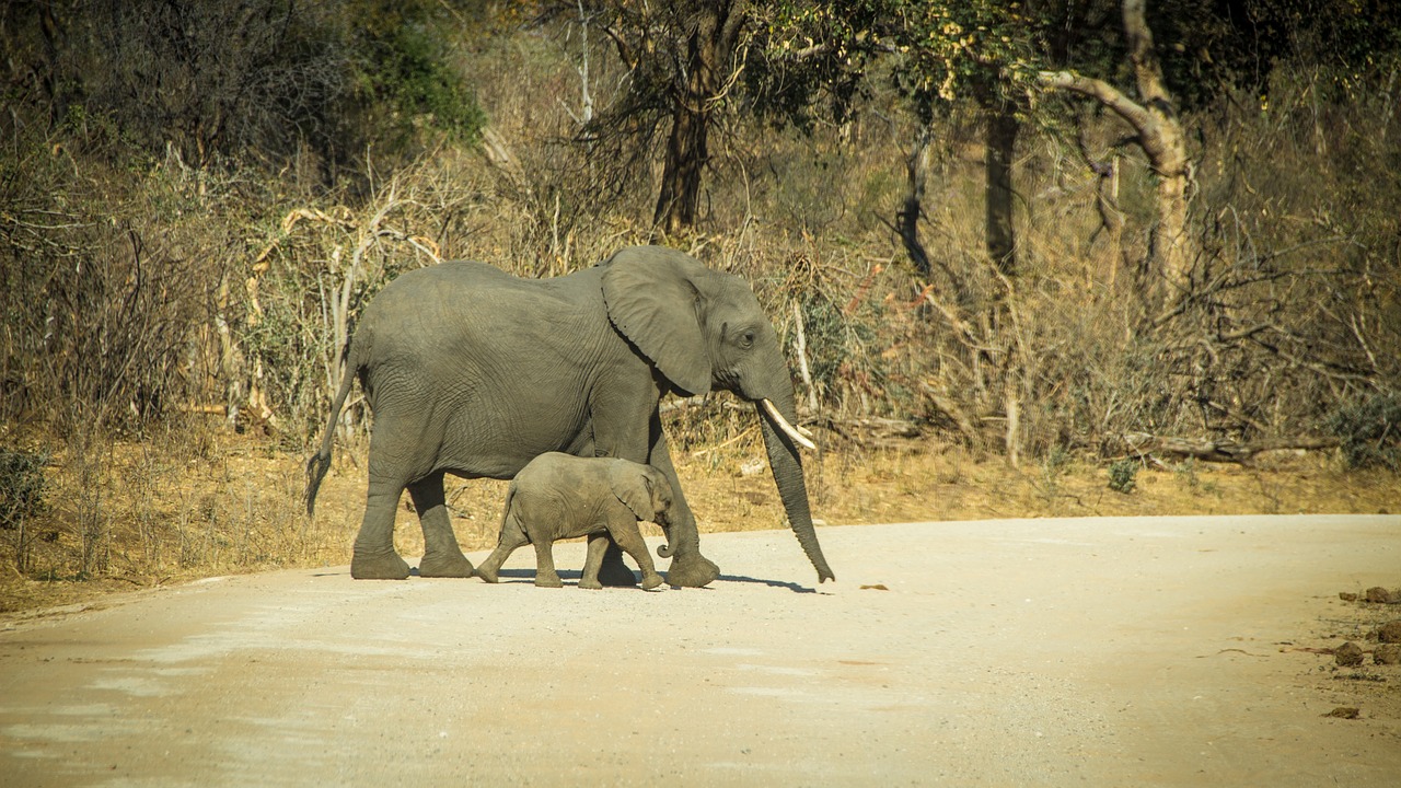 namibia wildlife africa free photo