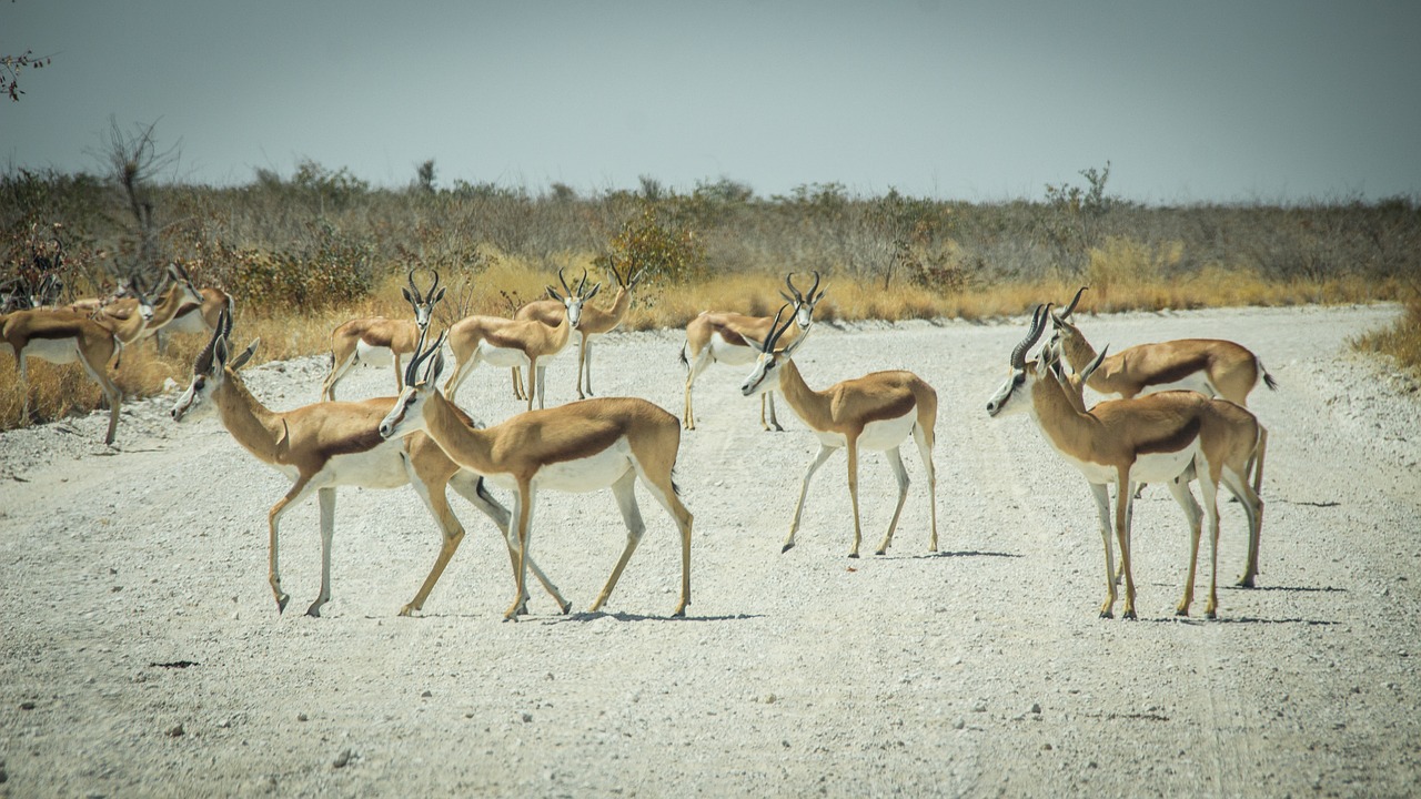 namibia wildlife africa free photo