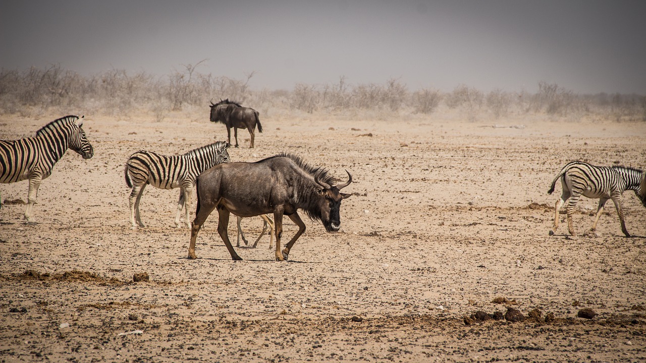 namibia wildlife africa free photo