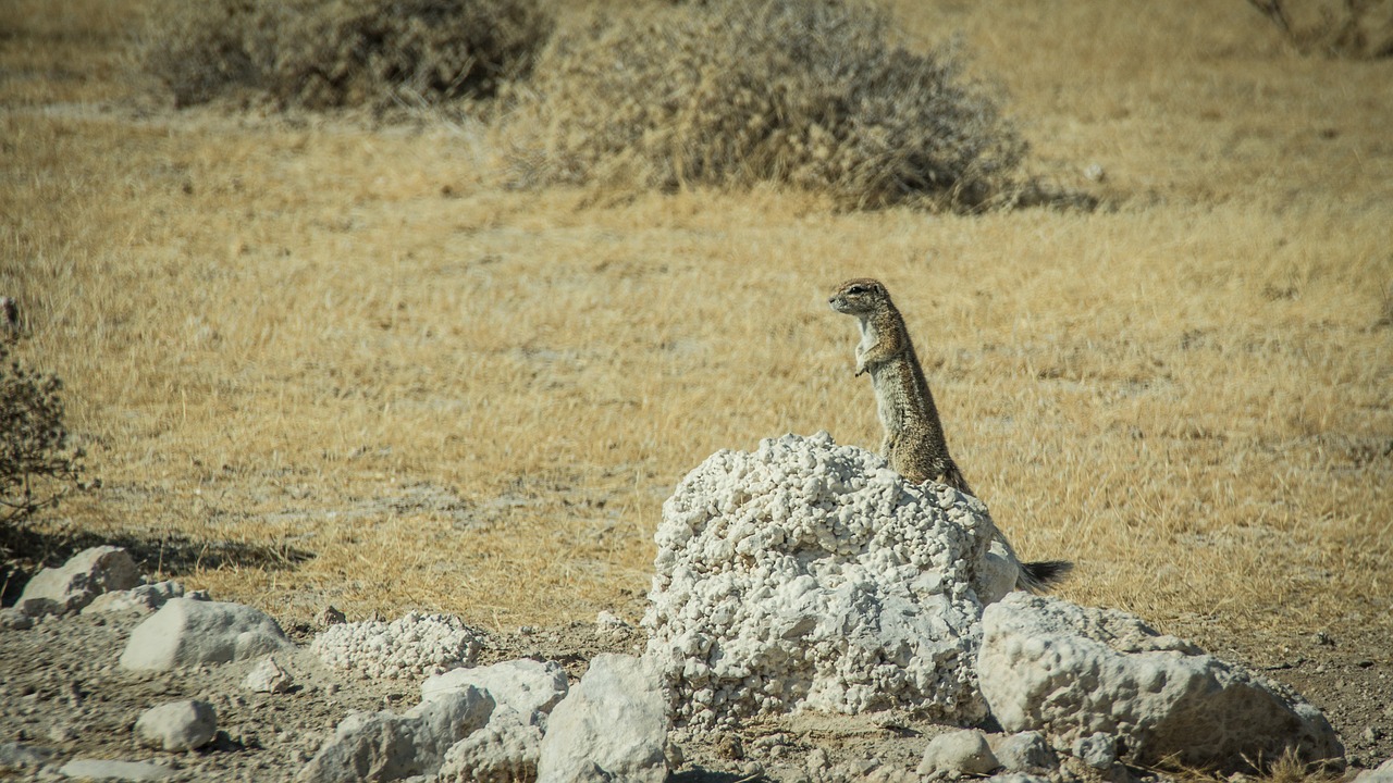 namibia wildlife africa free photo