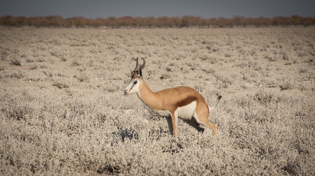 namibia wildlife africa free photo