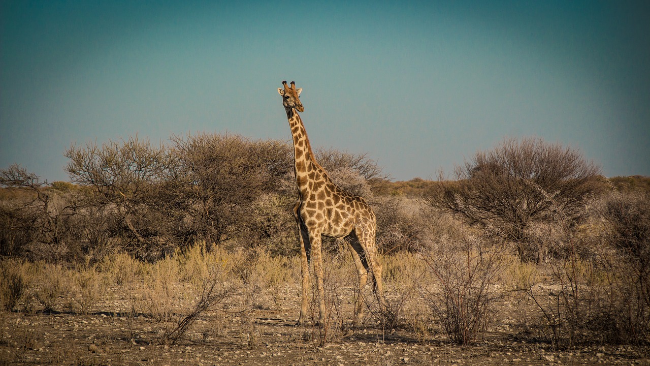 namibia wildlife africa free photo