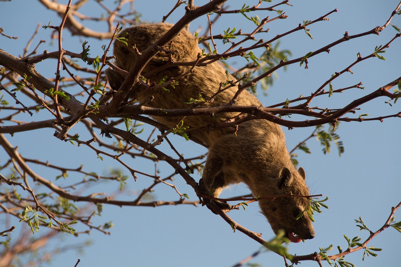 namibia wildlife africa free photo