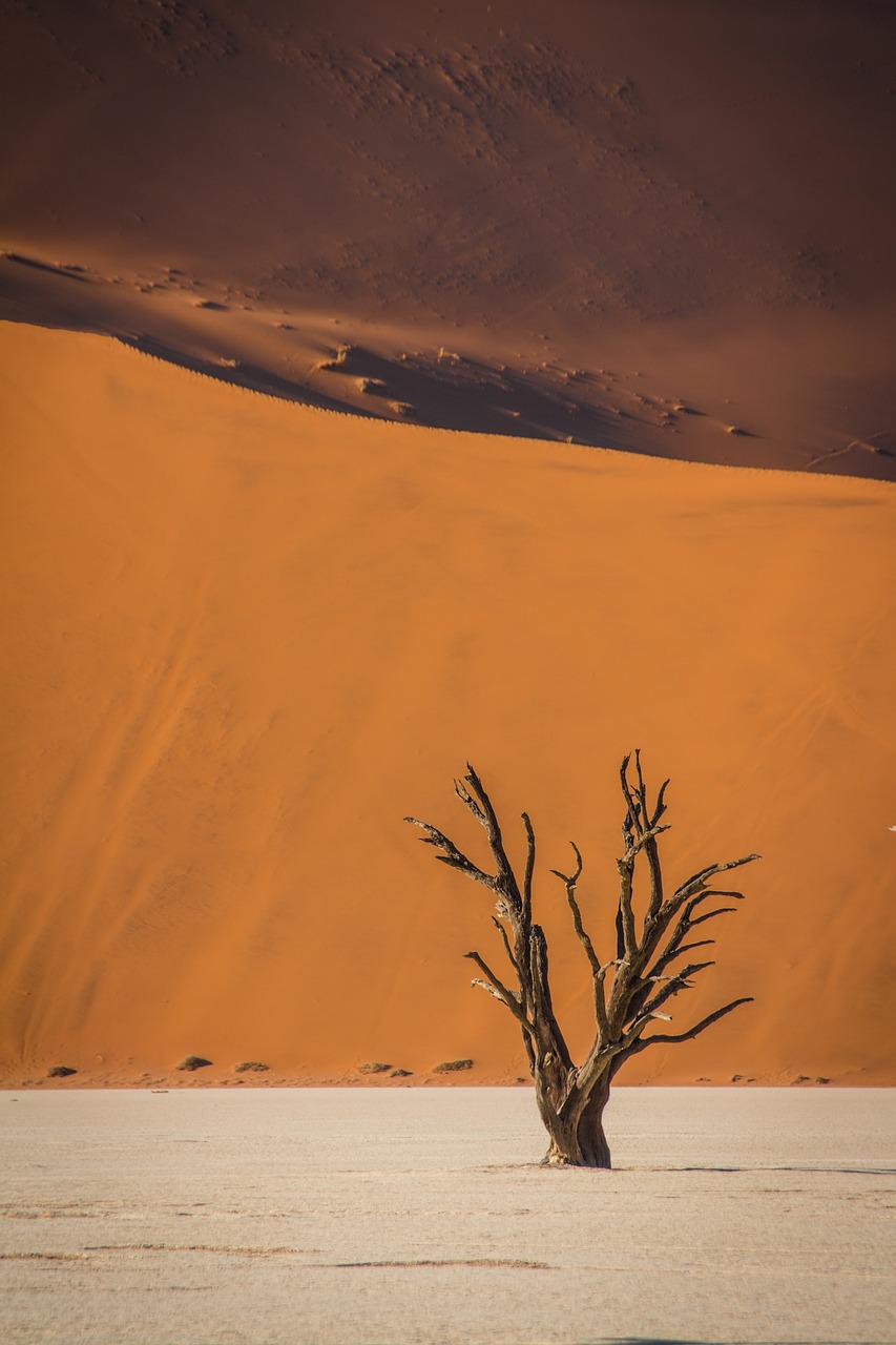 namibia wildlife africa free photo