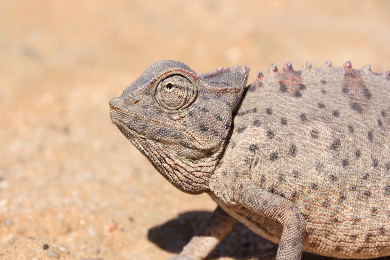 namibia africa chameleon free photo