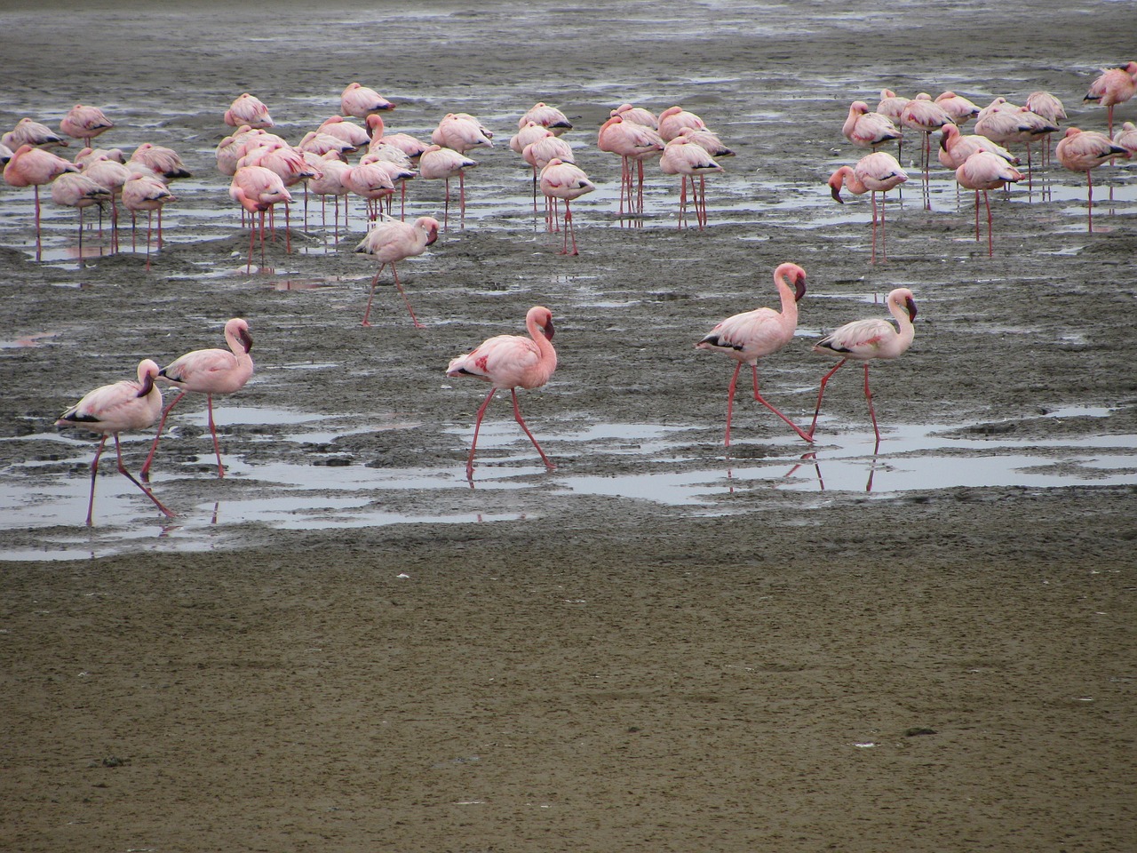 namibia  birds  flamingo free photo