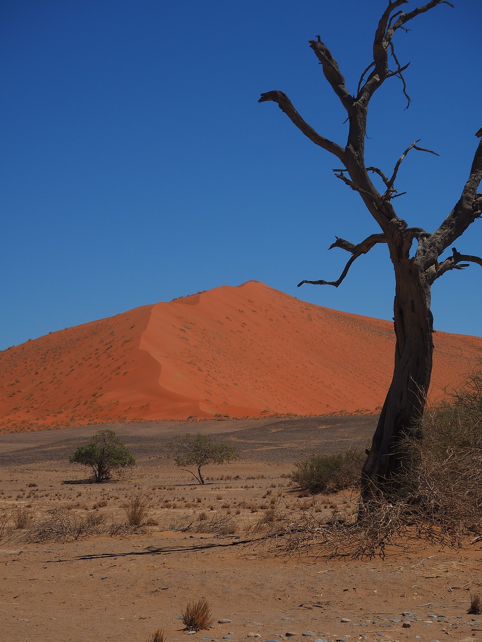 namibia  roter sand  loneliness free photo