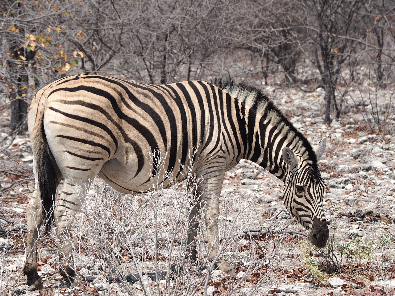 namibia  zebra  etosha free photo
