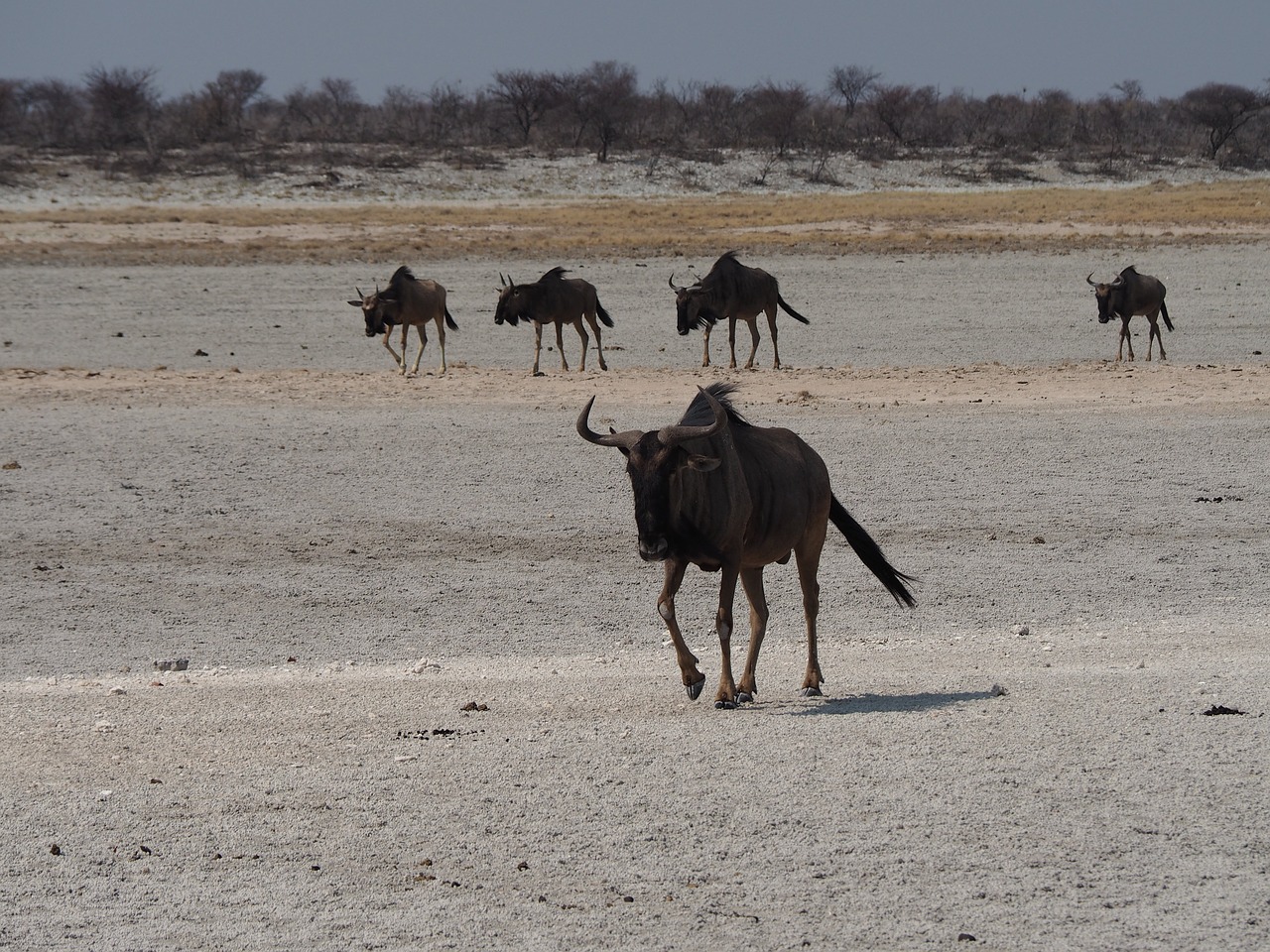namibia  kudu  etosha free photo