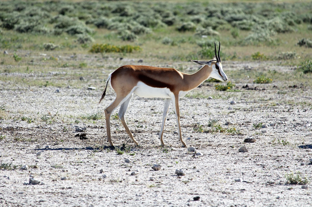 namibia  etosha  national park free photo