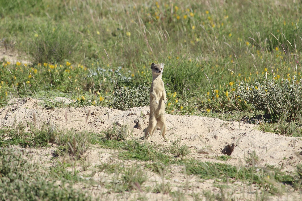 namibia  etosha  safari free photo