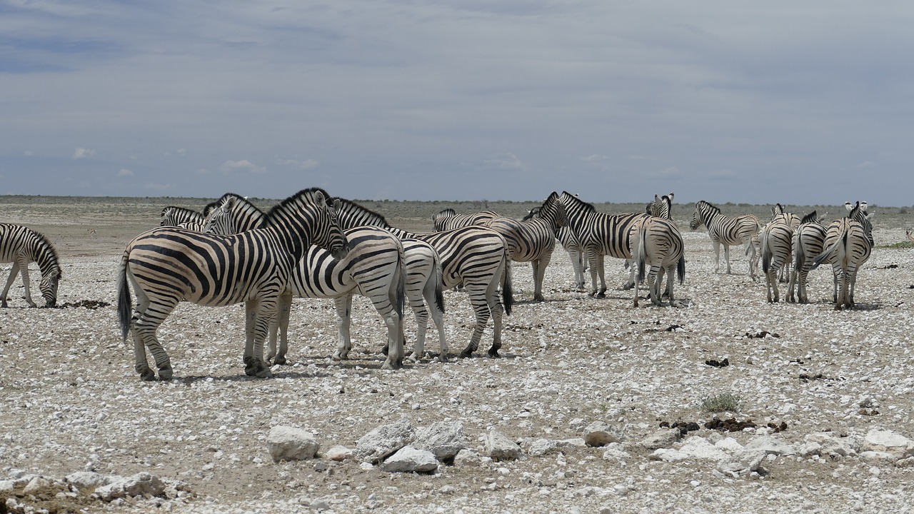 namibia  zebras  animal free photo