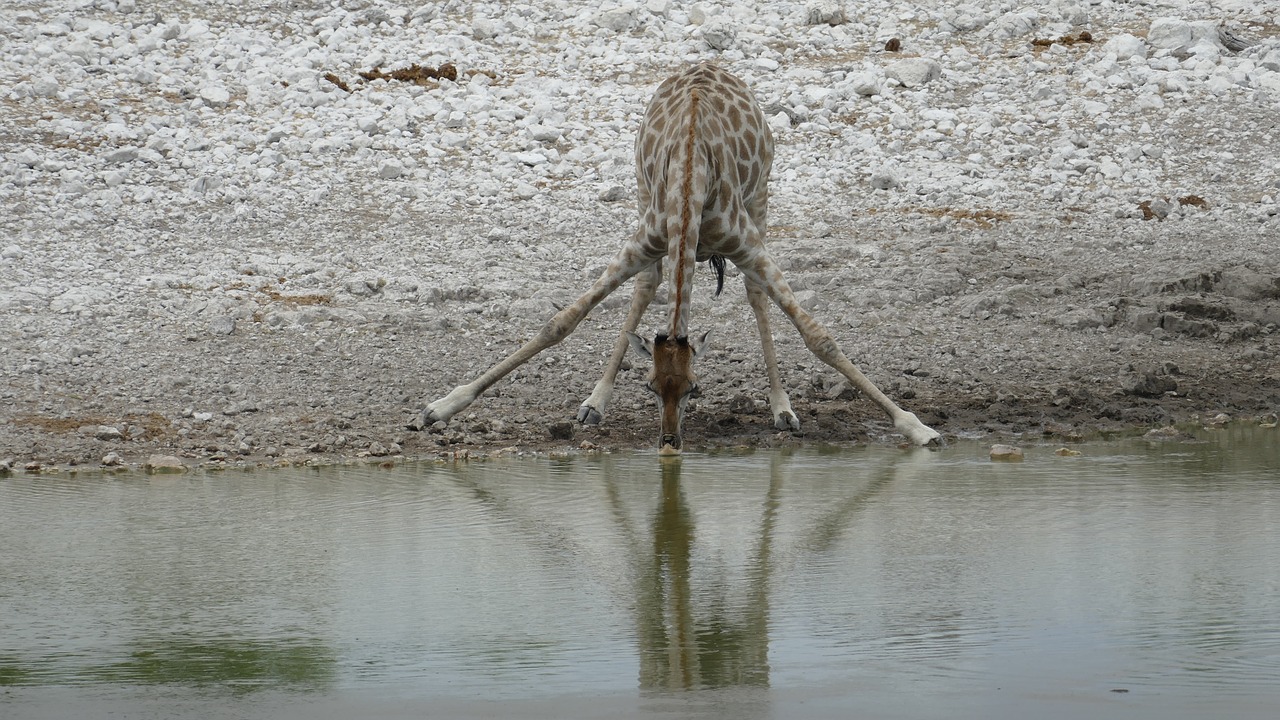 namibia  giraffe  animal free photo