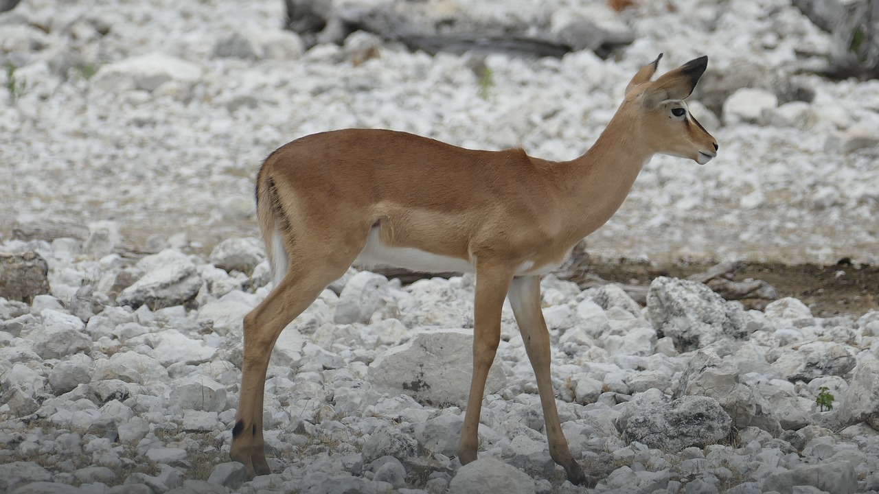 namibia  animal  africa free photo