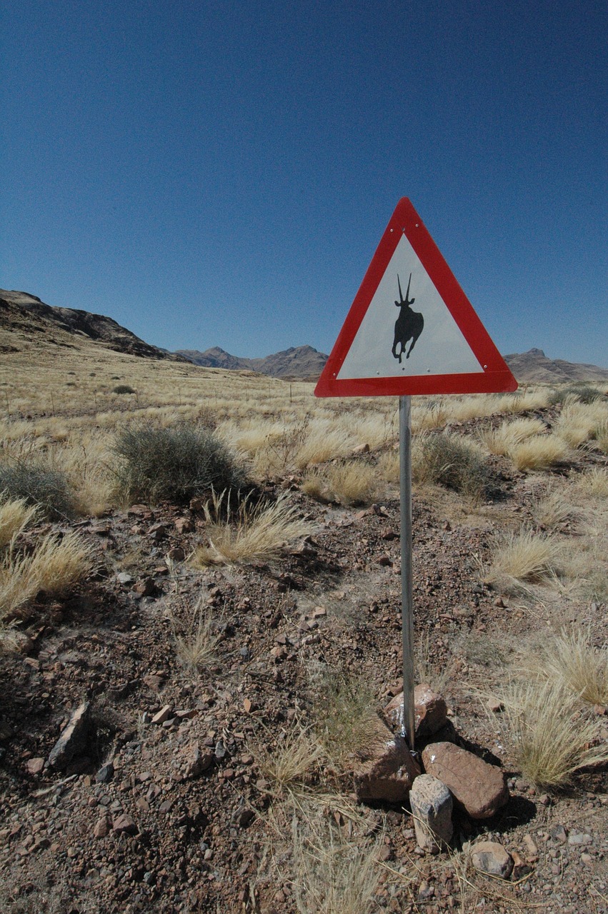 namibia  oryx  africa free photo