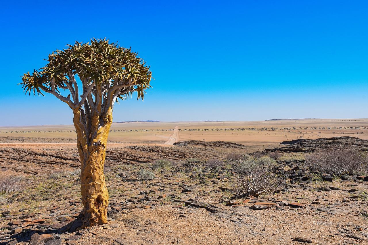 namibia  africa  desert free photo