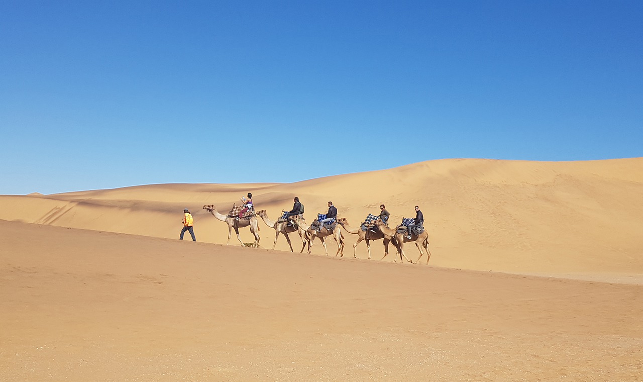 namibia  camel  desert free photo